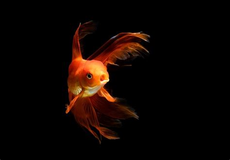 Premium Photo Goldfish Isolated On A Dark Black Background