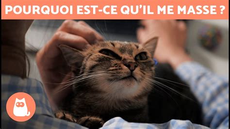 POURQUOI MON CHAT ME PÉTRIT IL 6 raisons pour lesquelles VOTRE