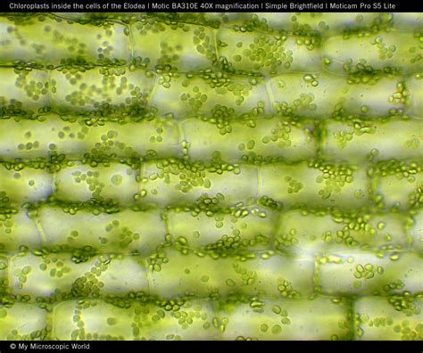 Plant Cell Chloroplast Microscope