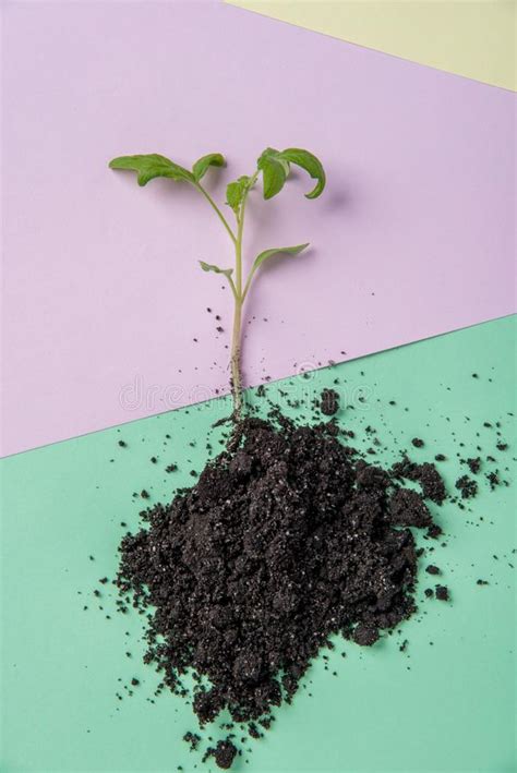 Brote Del Tomate En La Tierra Contra Un Fondo En Los Colores Para T