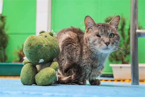 Cheshire Se Salvó De Milagro La Historia Del Gato Que Sobrevivió Luego De Que Un Carro Pasara