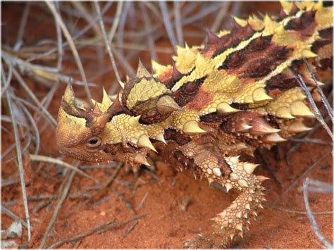 Australia’s Weirdest Animals | TravelVivi.com