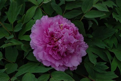 Tree Peony Limpid Dews On Two Horned Flower Ling Hua Zhan Lu Buy In