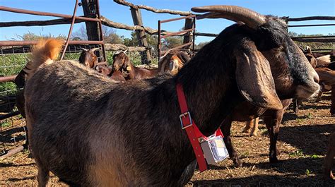 GPS tracking reveals goat grazing insights | Meat & Livestock Australia
