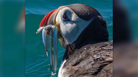 Guernsey Arts 2023 Bailiwick Wildlife Photography Peoples Choice Award