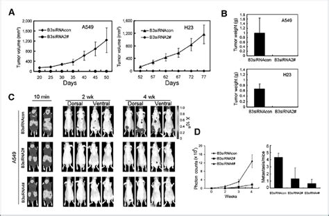 Effects Of Ephb Silencing On Tumorigenicity And Metastasis In Nude