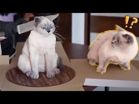 LAUGH TO TEARS 😹Funniest Scared Cats Reaction ever. Cats Scared of ...