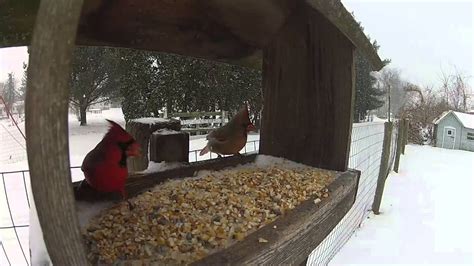 Bird Feeder In Winter Youtube