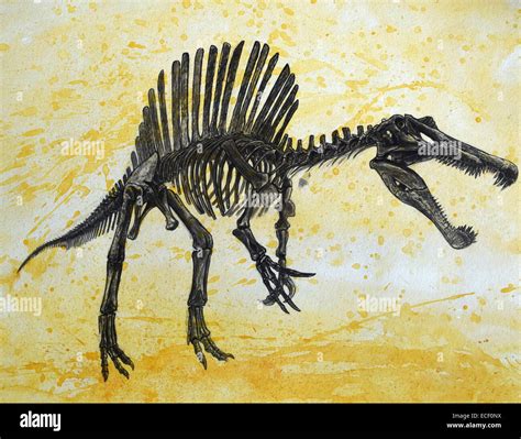 Anatomie Des Spinosaurus Fotos Und Bildmaterial In Hoher Aufl Sung