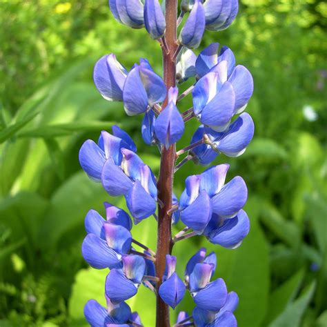 Lupine Makro Als Fotoprodukt Bestellen Fototapete Ch