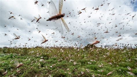 How this big locust plague will end | Mashable