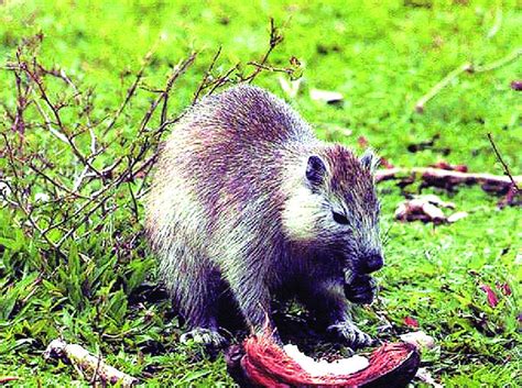 Capromys pilorides (jutía conga), una de las siete especies de jutías... | Download Scientific ...