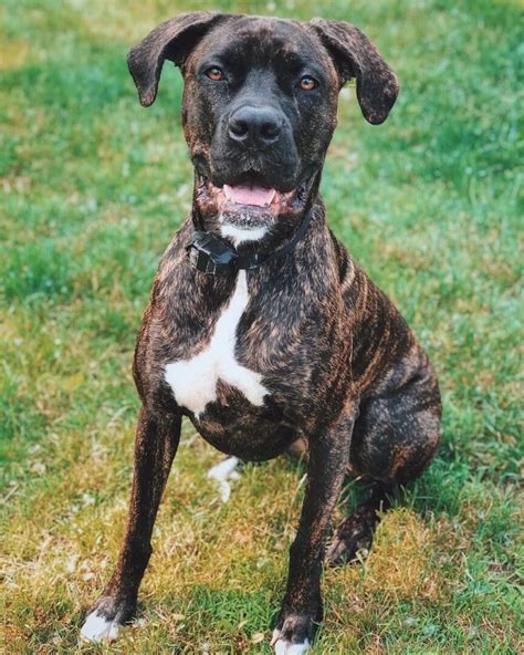 Cane Corso Mixes 21 Unusual Crossbreeds