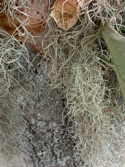 Spanish Moss Live Spanish Moss Tillandsia Usneoides Hanging Etsy