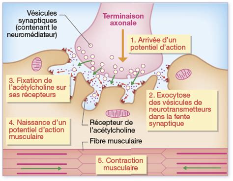 La synapse neuromusculaire une synapse chimique Fiche de révision