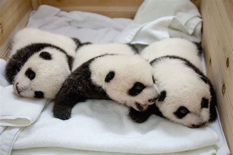 24 Ridiculously Cute Photos Of Baby Pandas That Will Instantly Make ...