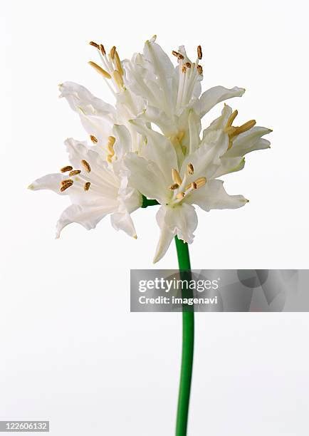 1,521 Monocot Flowers Stock Photos, High-Res Pictures, and Images - Getty Images