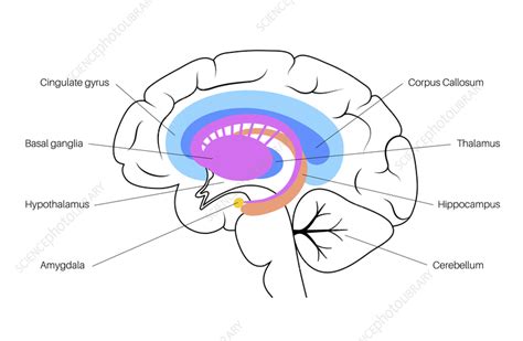 Brain Limbic System Illustration Stock Image F035 7169 Science