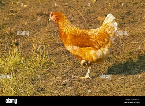 free range chicken Stock Photo - Alamy