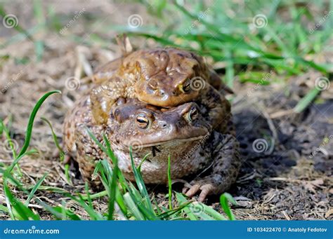 Couples De Accouplement Du Crapaud Commun Bufo De Bufo Photo Stock