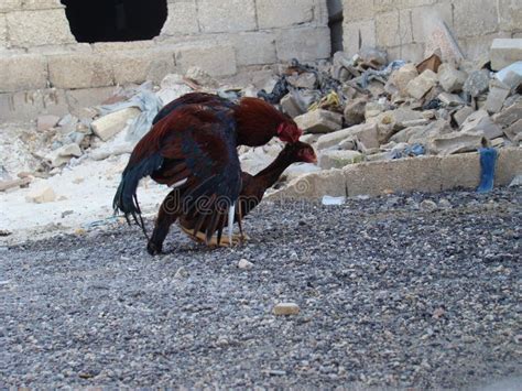 Mating Birds And Hen Having Sex These Birds Are Fighting Roosters Stock Photo Image Of