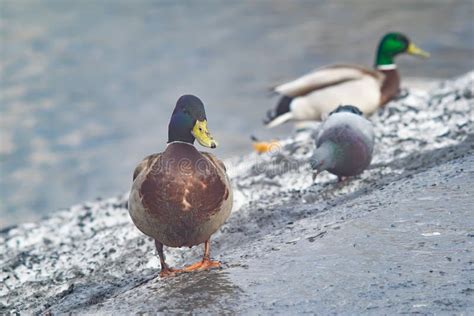 Wild Siberian Duck Mallard Stock Photo Image Of Platyrhynchos