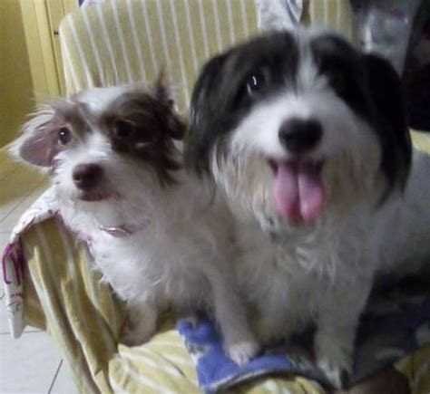Jack Russell Terrier and Poodle shitzu - pets - craigslist