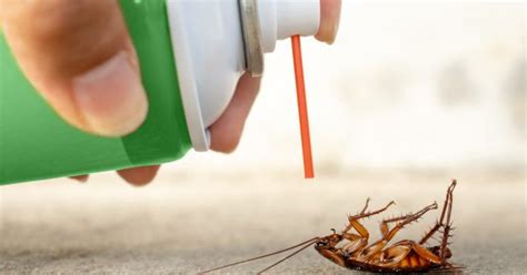 The methods of cockroach control | Cure All Pest Control