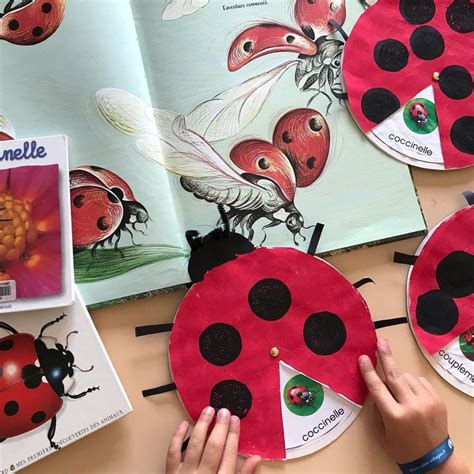 Charlotte Prevost On Instagram Le Cycle De Vie Des Coccinelles The