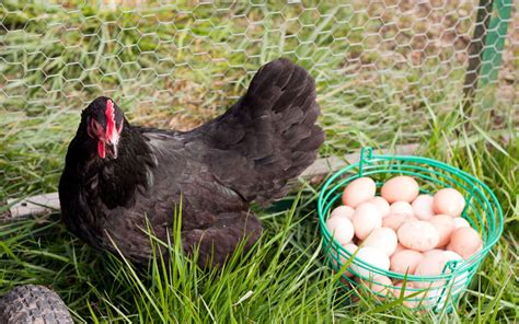 Australorp Chicken Eggs – Everything You Need to Know - LearnPoultry