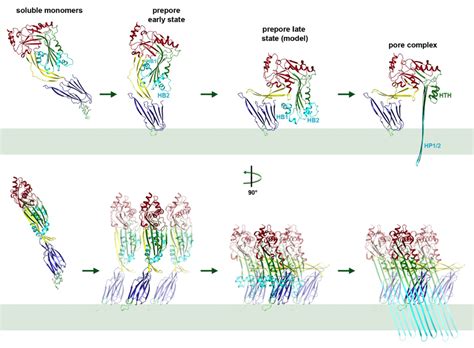 Figures And Data In CryoEM Structures Of Membrane Pore And Prepore