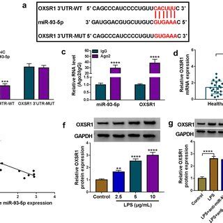 OXSR1 Was A Direct Target Of MiR 93 5p A The Potential Binding Sites