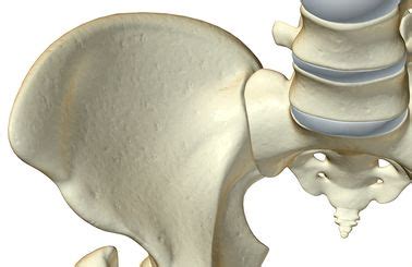 Anatomie Und Eigenschaften Des Iliosakralgelenks MedDe