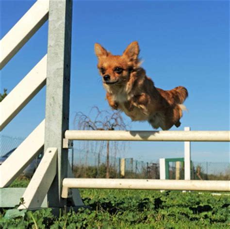 Chihuahua Dog Training | PETSIDI