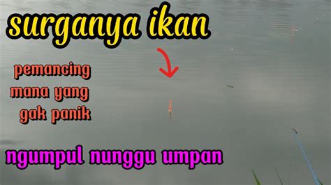 Mancing Ikan Mujair Di Rawa Di Sini Spot Mancing Para Pemancing Liar