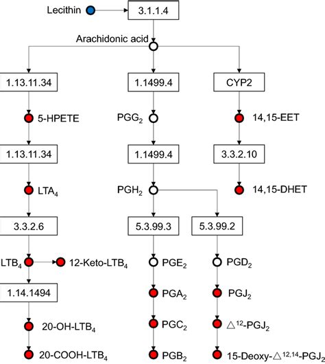 Arachidonic Acid Metabolic Pathway Diagram Exhibiting Significantly