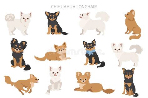 Perros Chihuahua En Diferentes Poses Conjunto De Adultos Y Cachorros