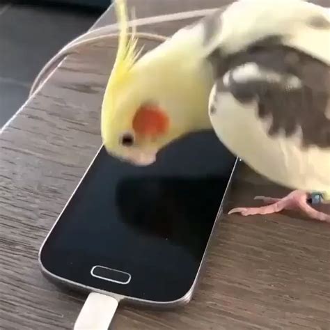 Funny Cockatiel Parrot Singing Samsung Whistle Tone Video Cute