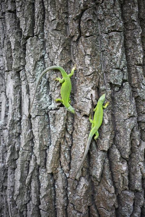 Green Lizard - Green Lizard with a Long Tail Standing on a Piece Stock ...