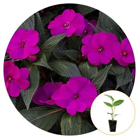 Ferry Morse Plantlings Live Baby Plants Impatiens Exotic Sunpatiens