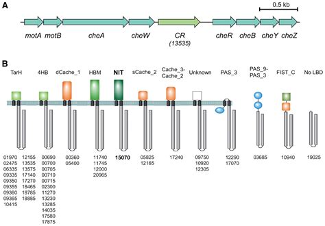 A Nitrate Sensing Domain Containing Chemoreceptor Is Required For Successful Entry And Virulence