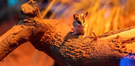 Torpor: a neat survival trick once thought rare in Australian animals ...