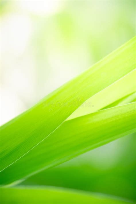 Abstract Nature Green Blurred Background Nature Leaf On Greenery