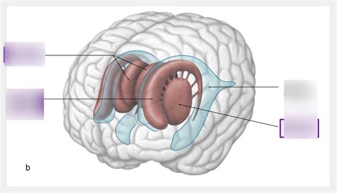 Basal nuclei Diagram | Quizlet