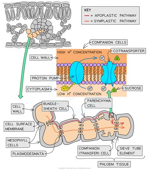 The Sucrose Loading Mechanism Cie As Biology Revision Notes