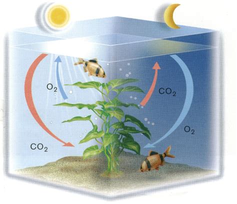 La Photosynthèse des plantes en aquarium