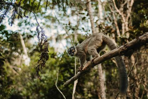 Ecoacoustics And Edna Bring New Biodiversity Monitoring To Manombo