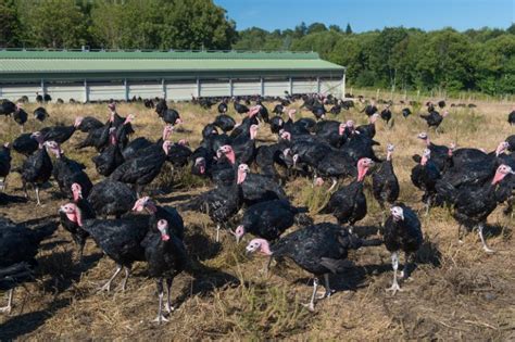 Seasonal Farm Work Rules Updated To Avoid Turkey Shortage Farminguk News