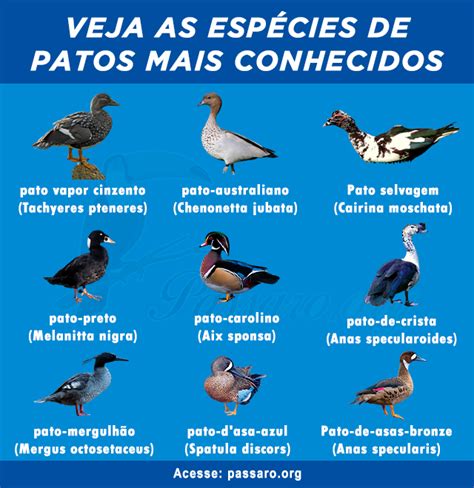 Esp Cies De Patos Mais Conhecidos P Ssaros