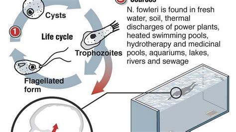 Facts About Brain Eating Amoeba Found In Sc Lowcountry Waters The State